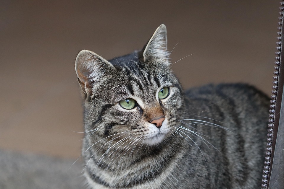 Cat Animal Pet Tabby Free photo on Pixabay Pixabay