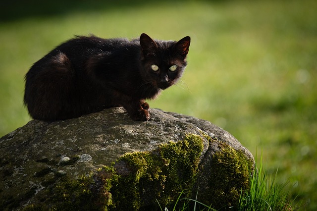 Free Animal Cat photo and picture