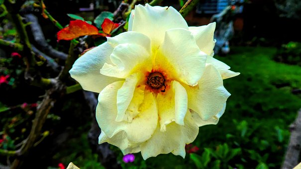 Free Flower Rosa Sun Flare photo and picture