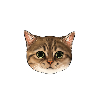 Tier, Katze, Gesicht, Pelz, Schnurrhaare