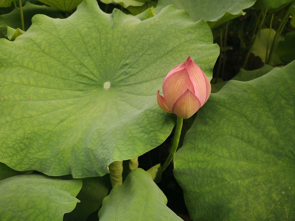Flower Lotus Leaf - Free photo on Pixabay - Pixabay