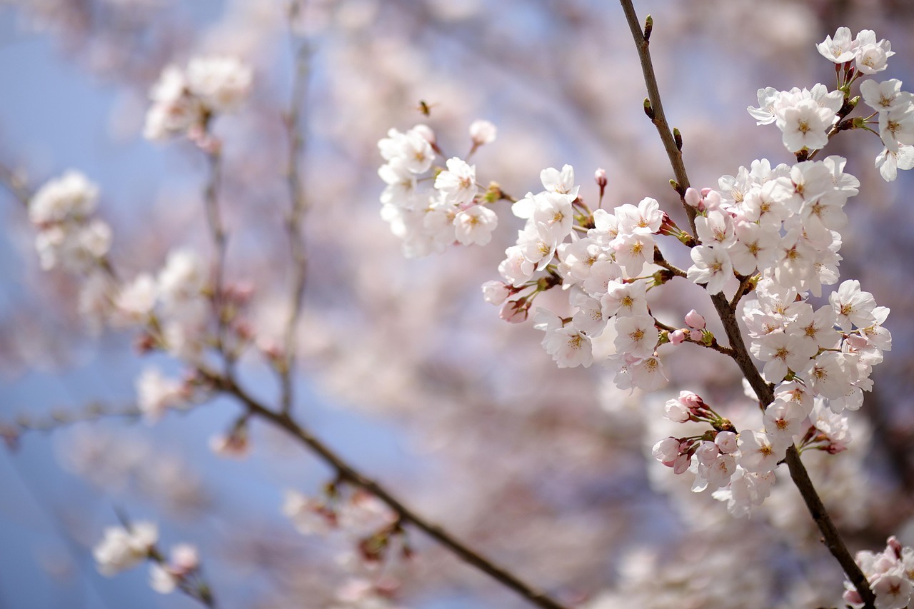 Fleurs Le Printemps De - Photo gratuite sur Pixabay - Pixabay