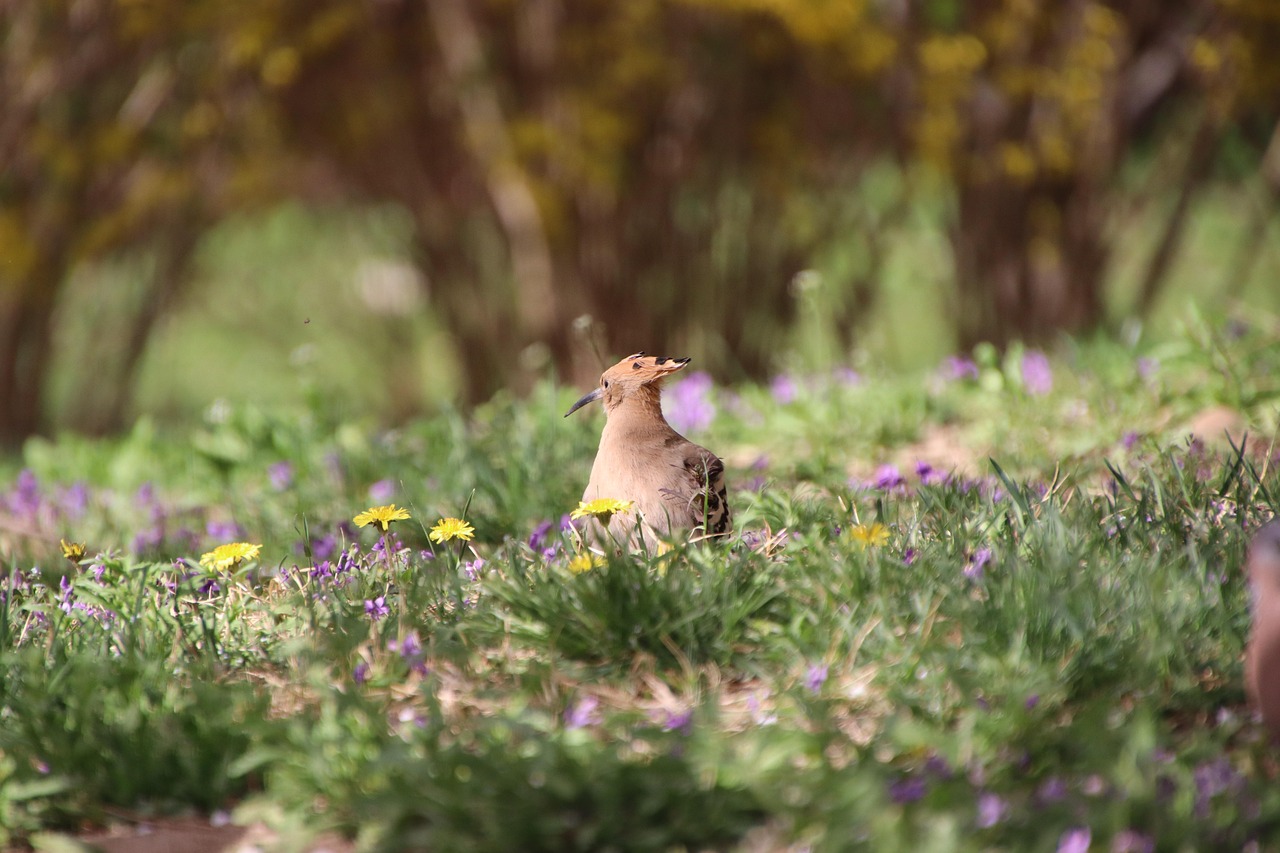 https://cdn.pixabay.com/photo/2022/04/06/07/50/bird-7115038_1280.jpg