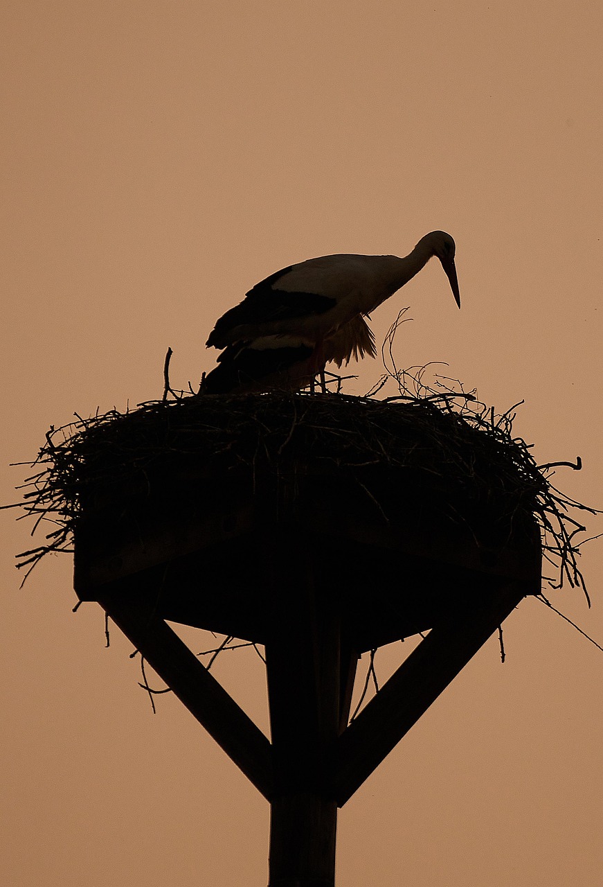 Bird Stork Ornithology - Free photo on Pixabay - Pixabay