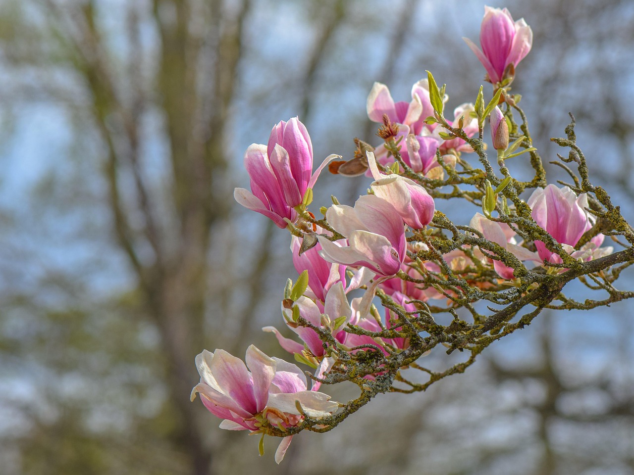 Magnolia Pink Flowers Free photo on Pixabay Pixabay