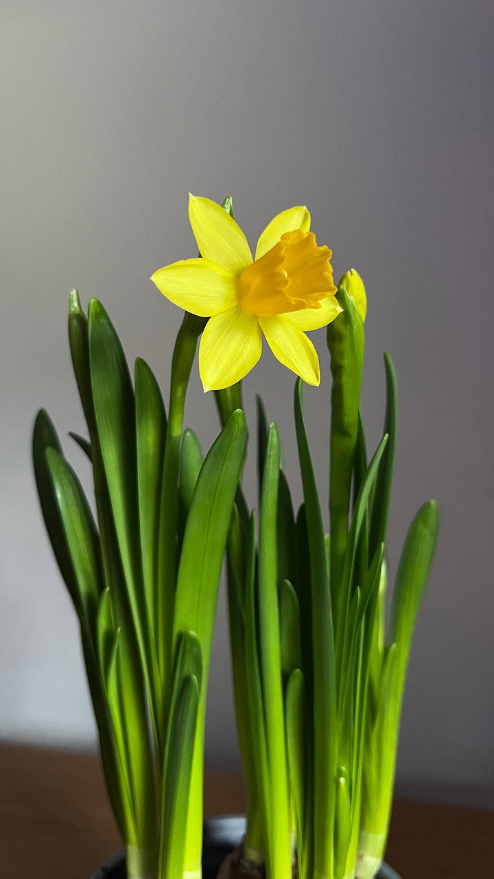 Daffodil Yellow Flower Free photo on Pixabay Pixabay