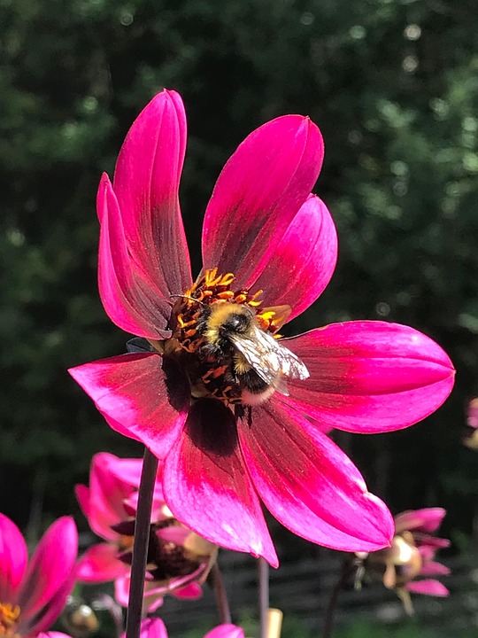 Sun Bee Insect Summer Sun Bee - Free photo on Pixabay - Pixabay