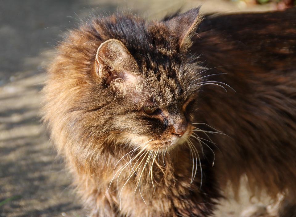 Cat Feline Pet Free Photo On Pixabay Pixabay