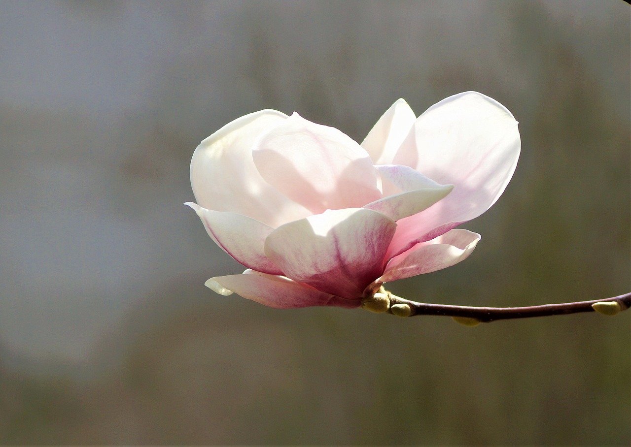 Bunga Bloom Magnolia - Foto gratis di Pixabay - Pixabay