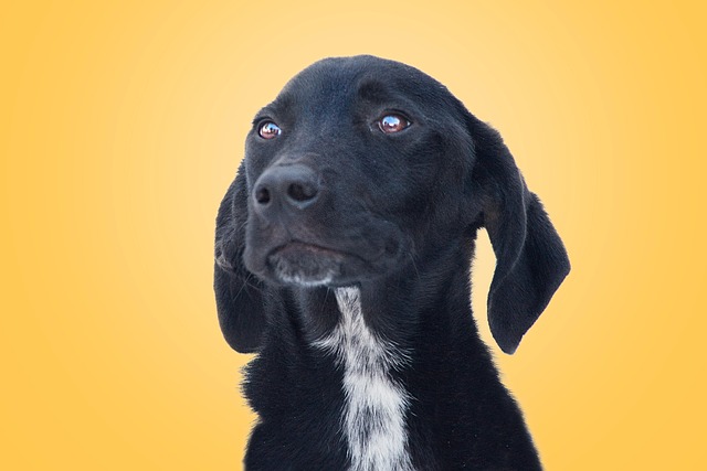 Free Dog Animal photo and picture