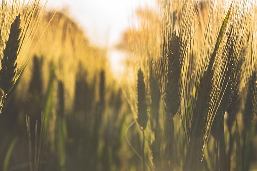 Free Wheat Farming photo and picture