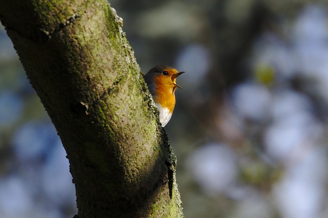 Free Bird European Robin photo and picture