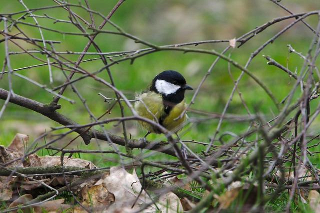 Free Bird Great Tit photo and picture