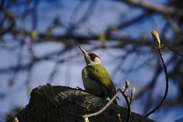 Free Bird Woodpecker photo and picture