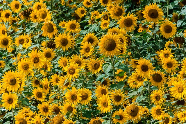 Solsikker, Felt, Sommer, Ukraine