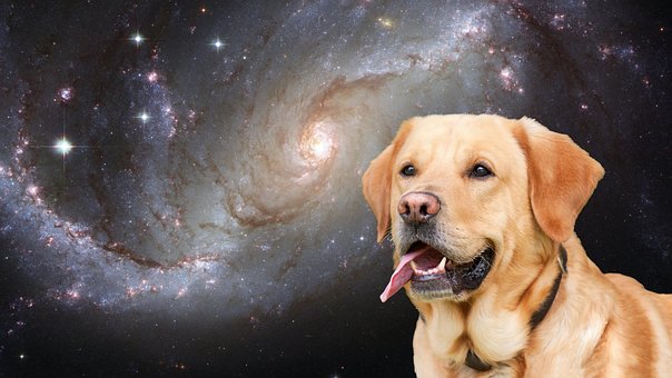 Perro, Animal, Universo, Sabio, Mascotas