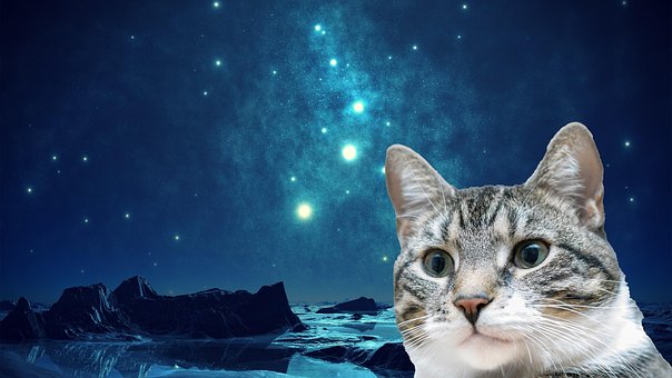 Cat, Gato, Animal, Universo, Mascotas