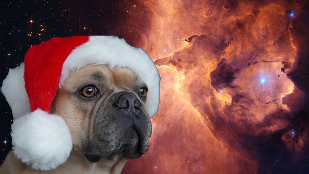 Perro, Animal, Universo, Mascotas