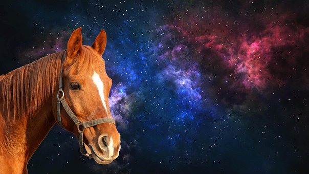 Caballo, Yegua, Mamífero, Universo