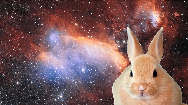 Conejo, Lindo, Mascotas, Mamífero