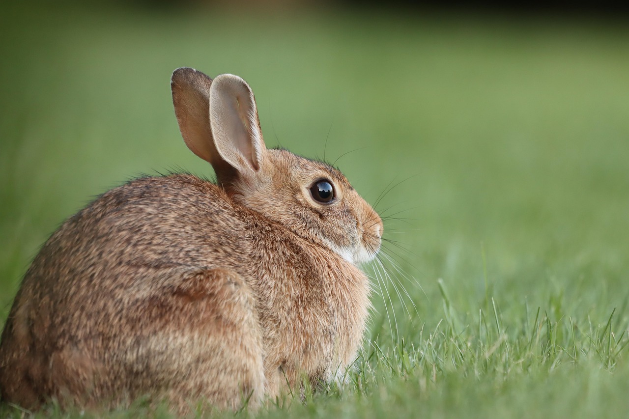 100 000 Free Cute Rabbits Rabbit Images Pixabay