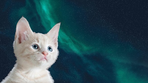 Cat, Gato, Animal, Mamífero, Universo