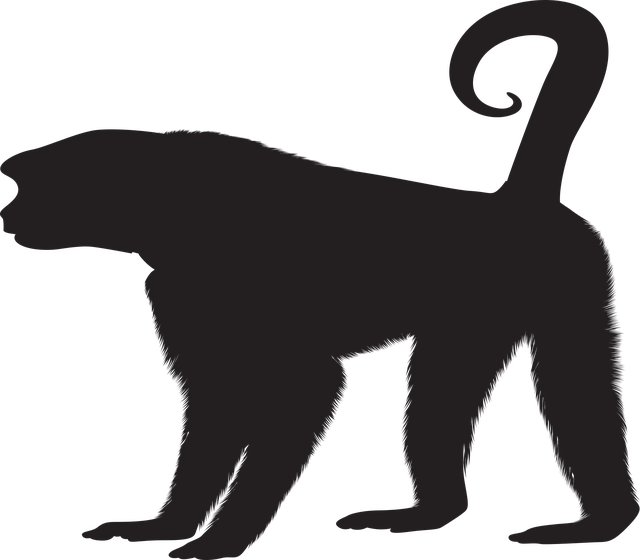 Download free HD stock image of Monkey Primate Free monkey primate clip art vector