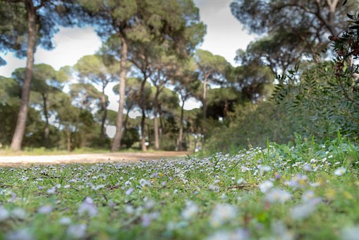 Free Pinewood Flowers photo and picture