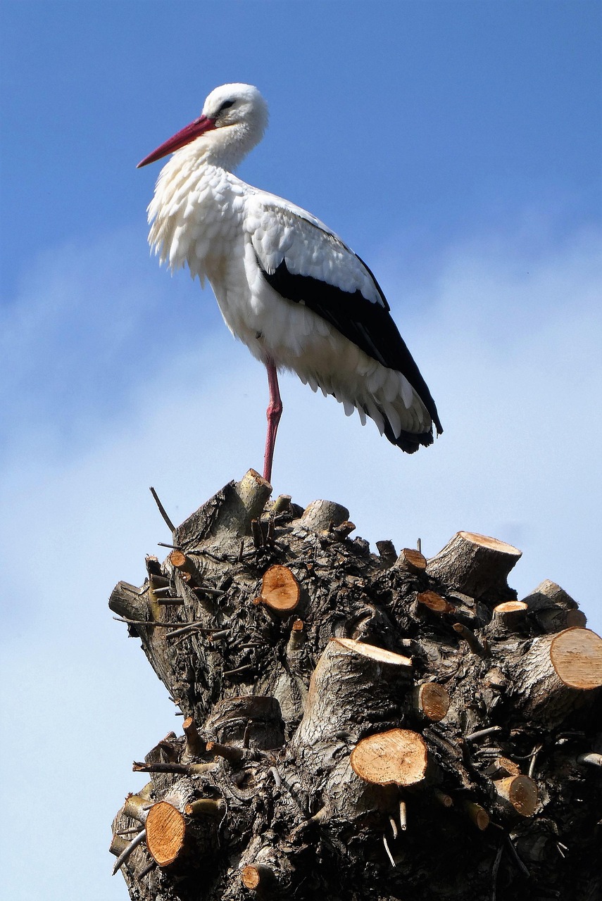 https://cdn.pixabay.com/photo/2022/04/07/11/55/bird-7117365_1280.jpg