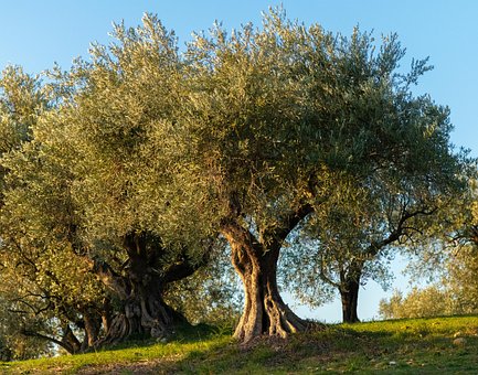 Free Olive Tree Grove photo and picture