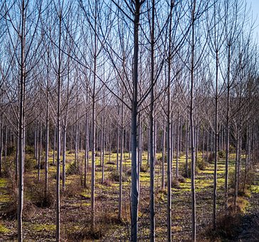 Free Trees Nature photo and picture