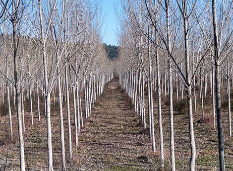 Free Trees Nature photo and picture