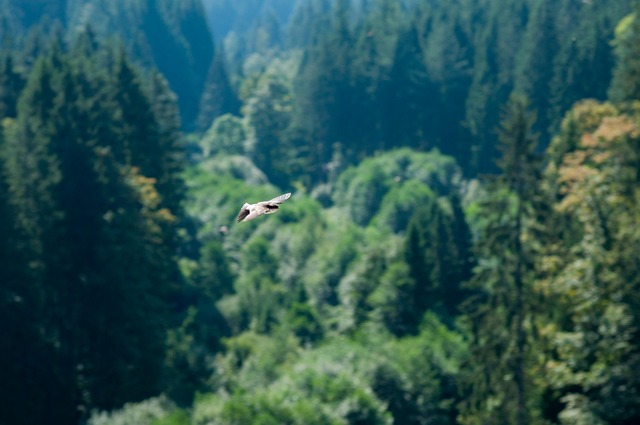 Vogel, Wald, Natur, Tier, Flug