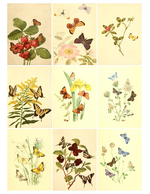 Vintage Collage Ark, Sommerfugl, Natur