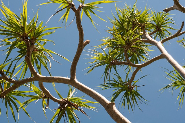 Palmen, Jucca, Himmel, Sommer, Sonne