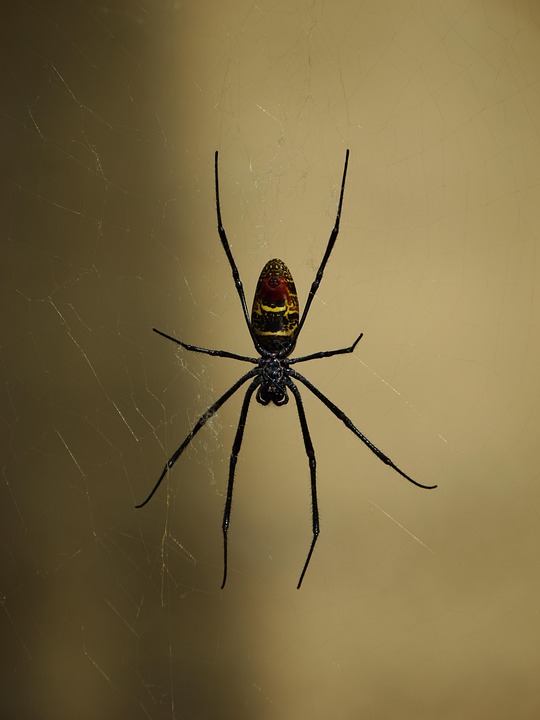 Silk Spider Arachnid Free photo on Pixabay Pixabay