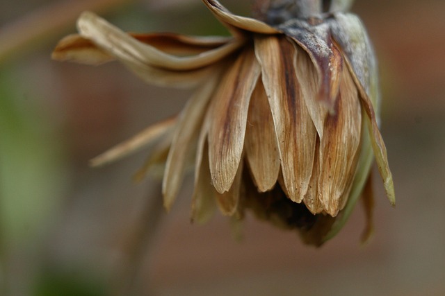 Free Flower Dried Flower photo and picture