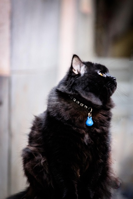 Free Cat Persian Cat photo and picture