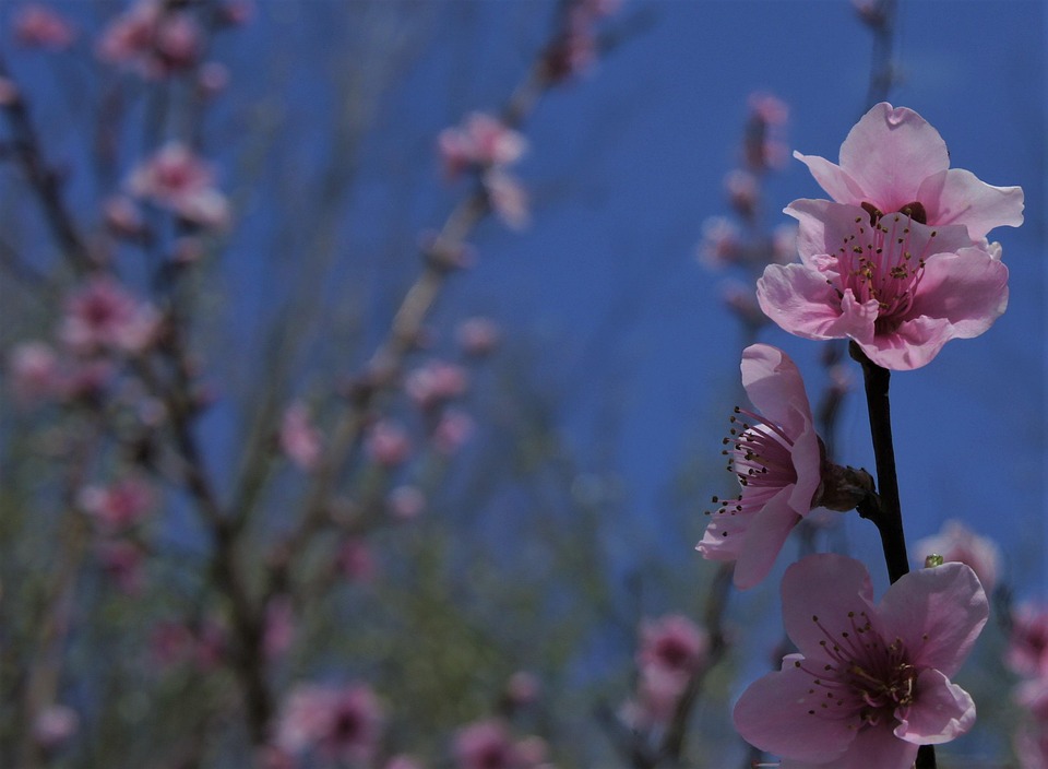 桃 木 桃の花 - Pixabayの無料写真 - Pixabay