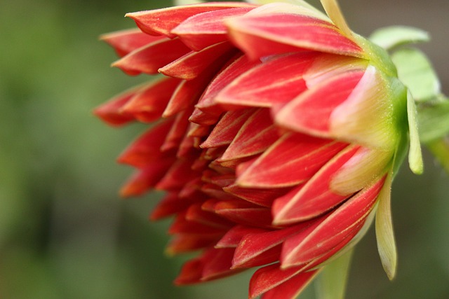 Free Flower Red Flower photo and picture
