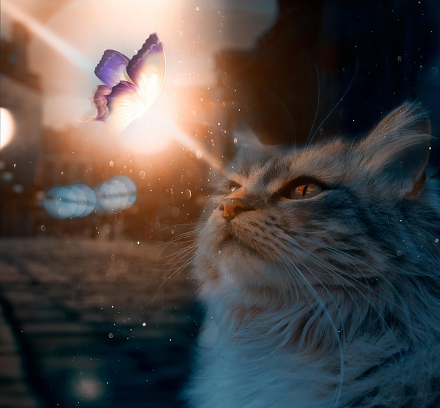 Free Cat Animal photo and picture