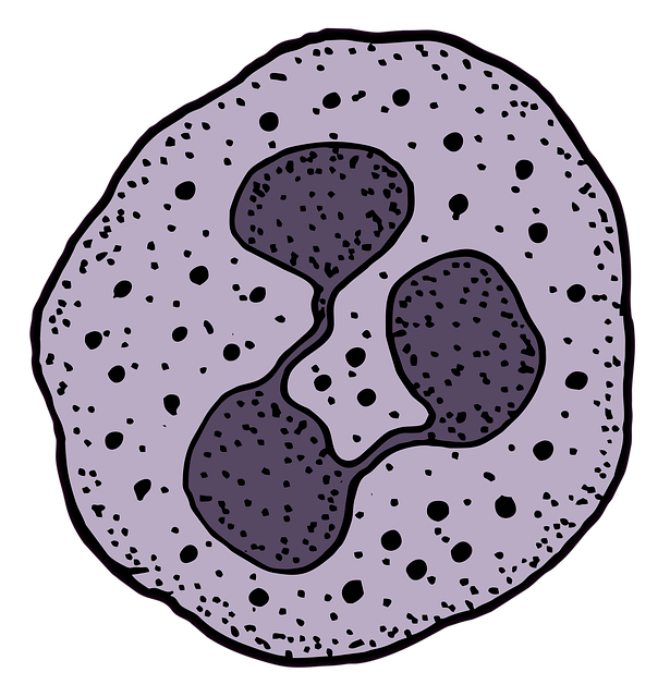 Free neutrophil leukocyte white blood cell illustration