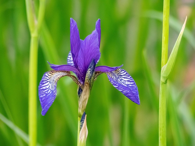 Free Flowers Iris photo and picture