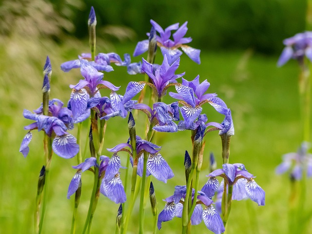 Free Flowers Iris photo and picture