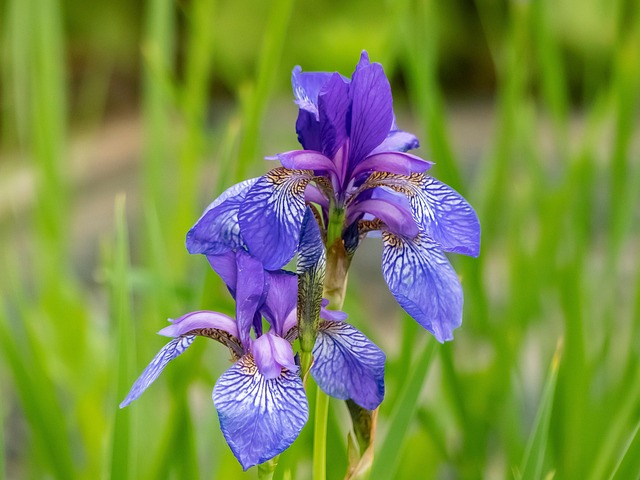 Free Flowers Iris photo and picture