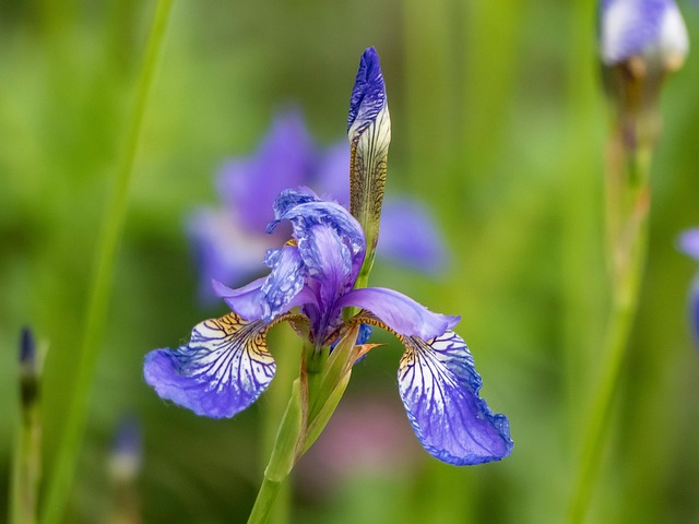 Free Flowers Iris photo and picture