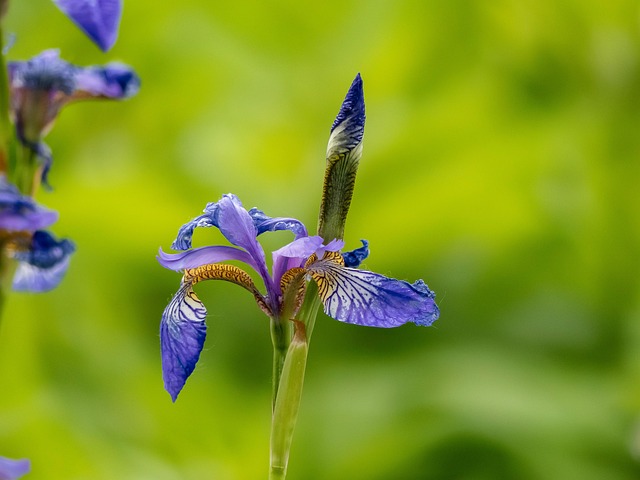 Free Flowers Iris photo and picture