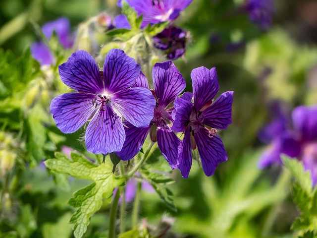 Free Flowers Geranium photo and picture