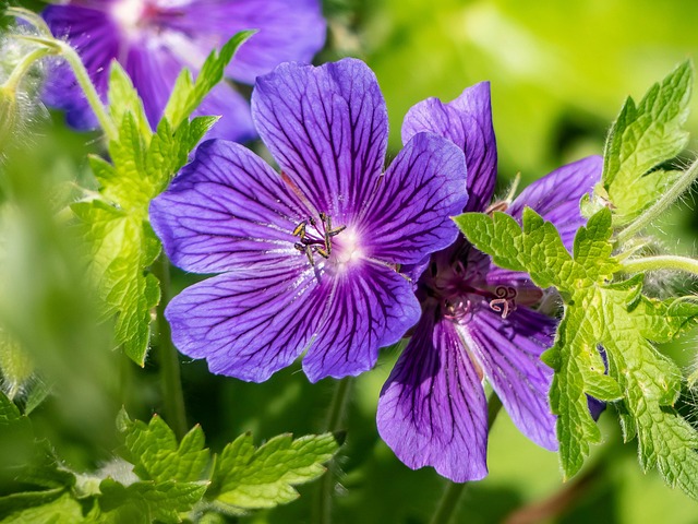 Free Flowers Geranium photo and picture