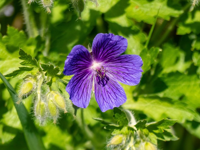 Free Flower Geranium photo and picture
